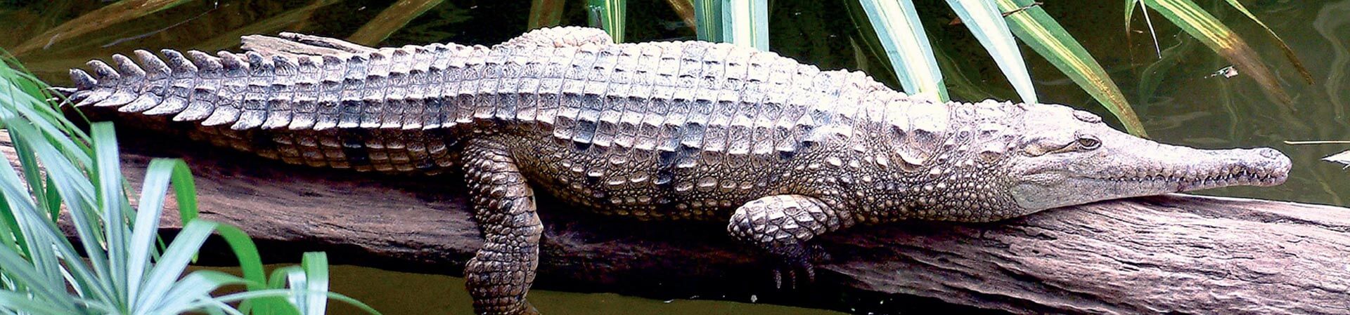 Anima (Crocodylus johnsoni) in Australia - Photo de Guillaume Blanchard (Fujifilm S6900, mars 2003) - licence CC-BY-SA